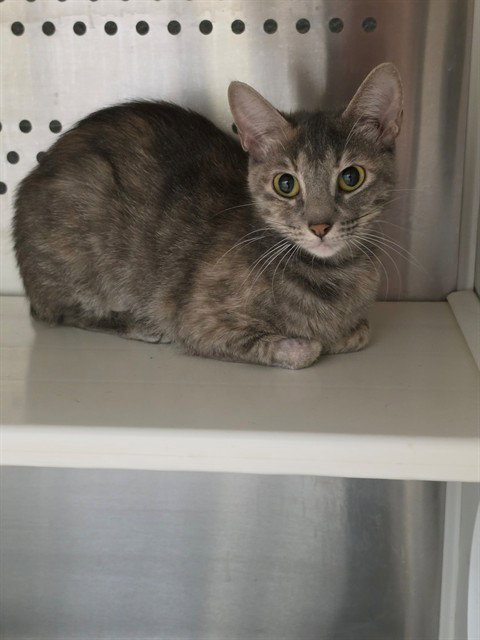 SEKNET, a cat for adoption from St Charles County Humane Services
