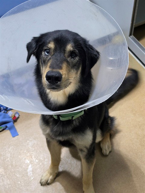 FINN, a dog for adoption from St Charles County Humane Services