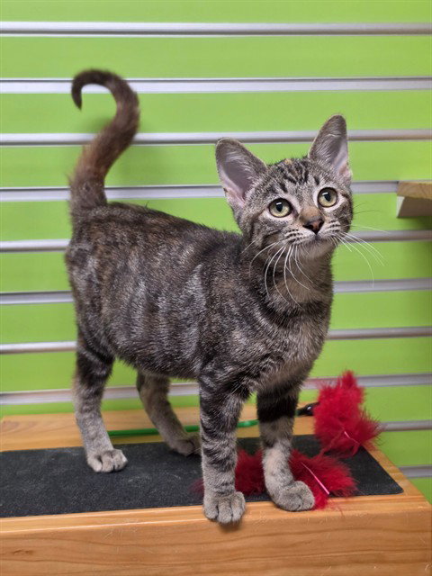 GOURDELIA, a cat for adoption from St Charles County Humane Services