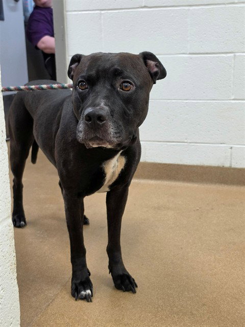 Diesel, Pit Bull Terrier