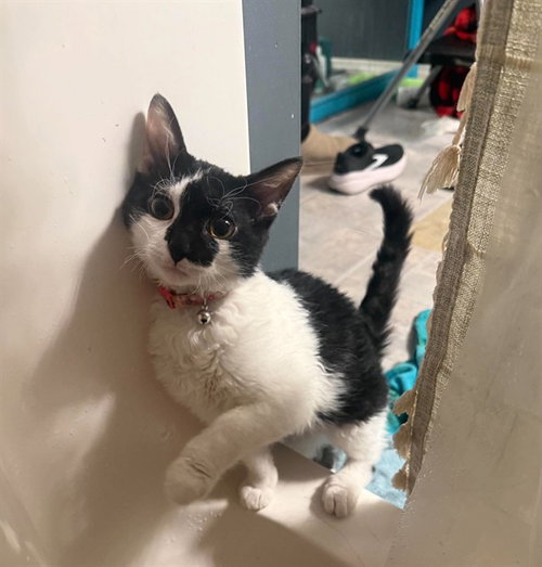 GLITCH, a cat for adoption from St Charles County Humane Services