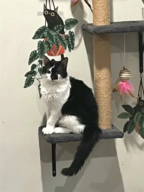 Glitch - Domestic Short Hair