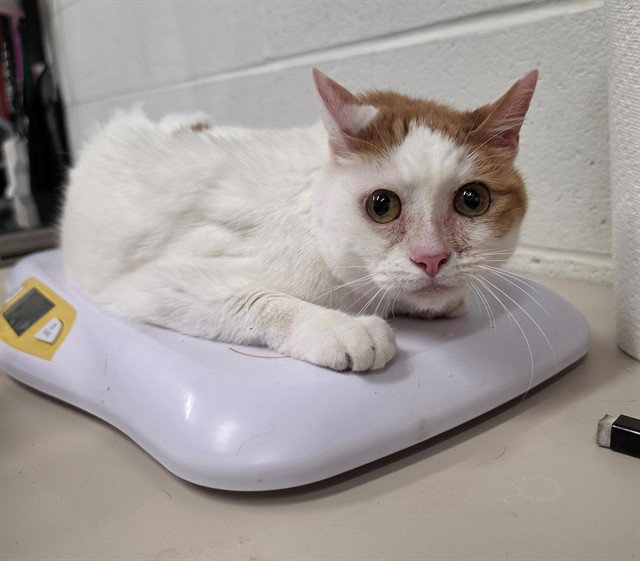 Winnie Pooh, Domestic Short Hair