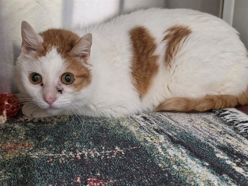 WINNIE POOH, a cat for adoption from St Charles County Humane Services