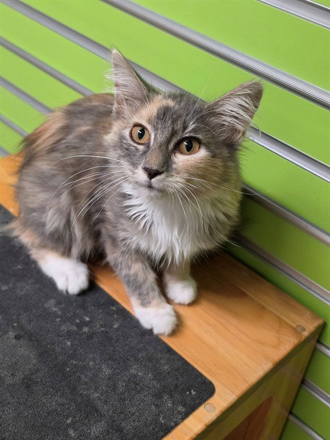 Calista, Domestic Short Hair