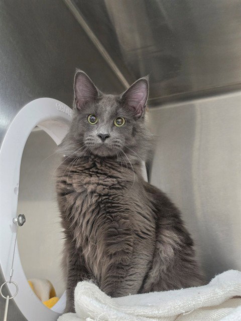 BARON VON FLOOF, a cat for adoption from St Charles County Humane Services