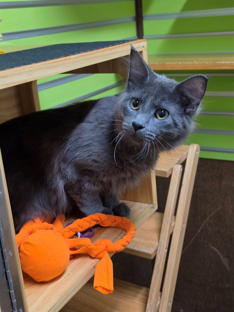 SIR FLUFF, a cat for adoption from St Charles County Humane Services