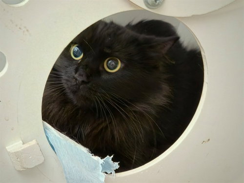DOMINO, a cat for adoption from St Charles County Humane Services