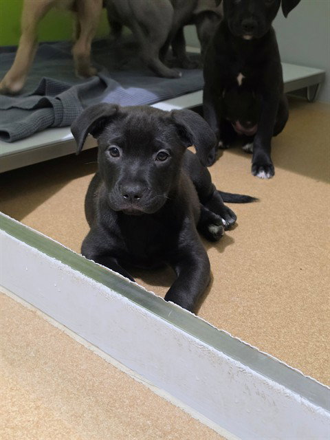 Lenore, Pit Bull Terrier