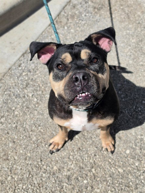 ZULU, a dog for adoption from St Charles County Humane Services