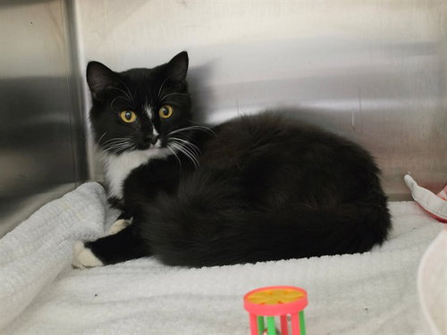 MASSIMO, a cat for adoption from St Charles County Humane Services