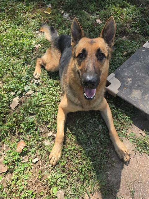 ZEUS, a dog for adoption from St Charles County Humane Services