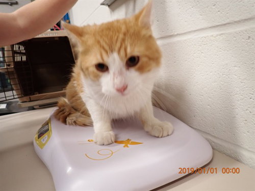 A537858, a cat for adoption from St Charles County Humane Services