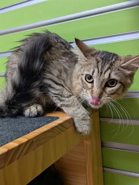 Pippin - Domestic Long Hair