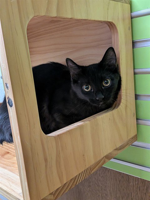 KNIGHT, a cat for adoption from St Charles County Humane Services