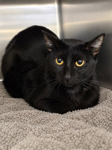 ALECTO, a cat for adoption from St Charles County Humane Services