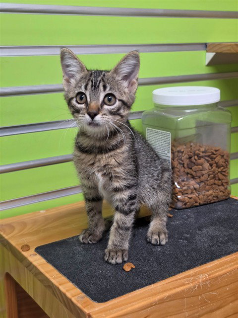 MINKA, a cat for adoption from St Charles County Humane Services