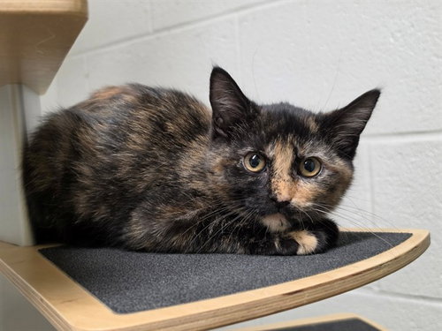 AUTUMN, a cat for adoption from St Charles County Humane Services