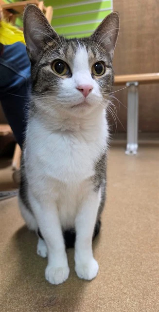 Archie