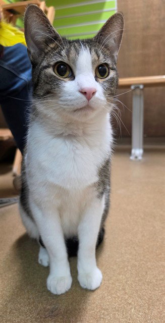 ARCHIE, a cat for adoption from St Charles County Humane Services