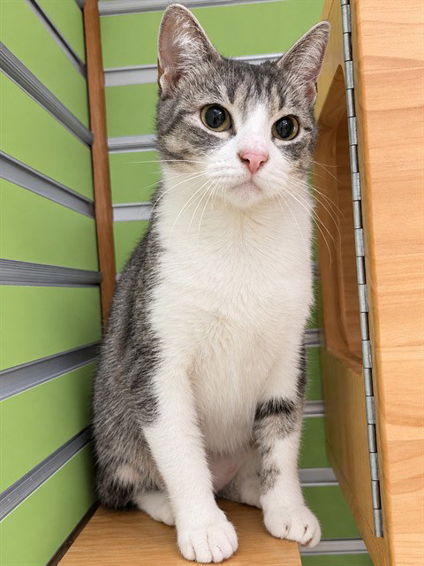 SOVA, a cat for adoption from St Charles County Humane Services
