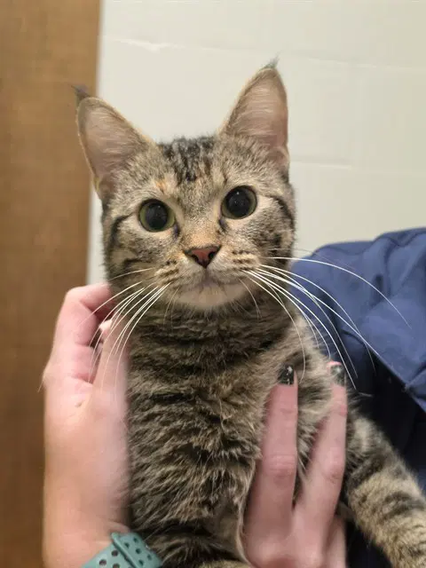 Titania - Domestic Short Hair
