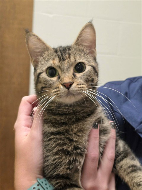 TITANIA, a cat for adoption from St Charles County Humane Services