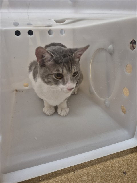A538860, a cat for adoption from St Charles County Humane Services