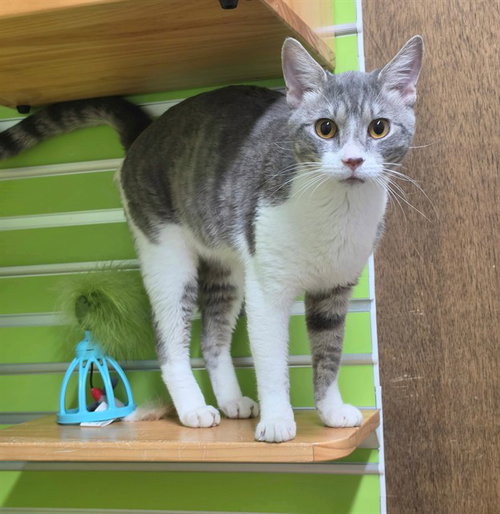 BURTON, a cat for adoption from St Charles County Humane Services
