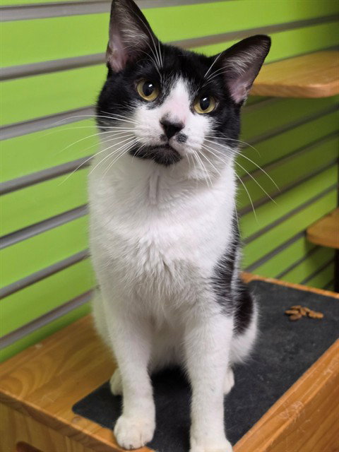 PLUTO, a cat for adoption from St Charles County Humane Services