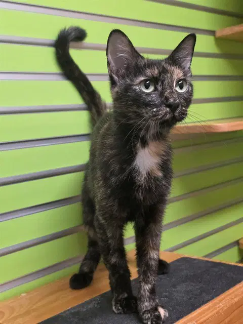 Enid - Domestic Short Hair