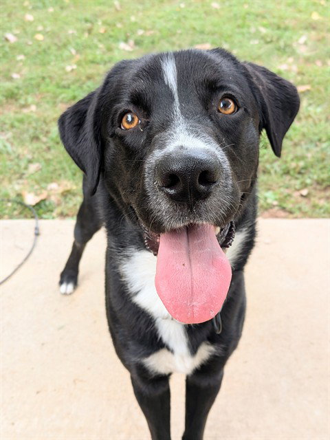 NERO, a dog for adoption from St Charles County Humane Services