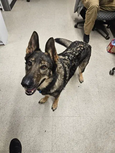 Nyx - German Shepherd Dog