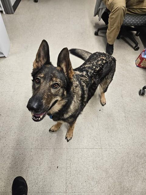 NYX, a dog for adoption from St Charles County Humane Services