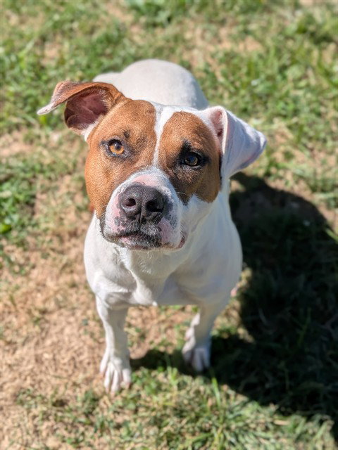 ELTON, a dog for adoption from St Charles County Humane Services