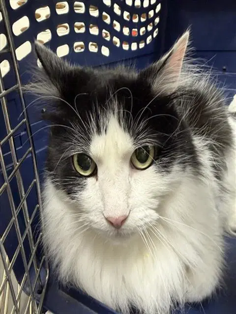 Chief - Domestic Short Hair