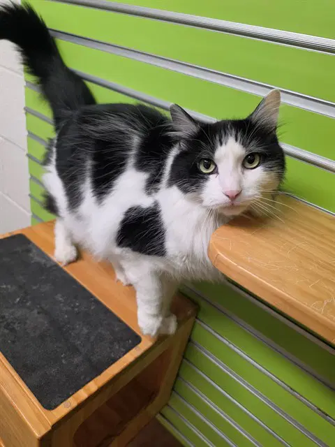 Chief - Domestic Long Hair