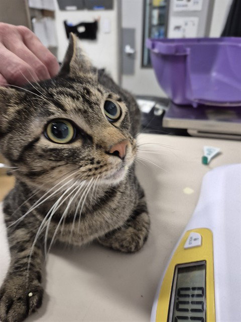 A537732, a cat for adoption from St Charles County Humane Services