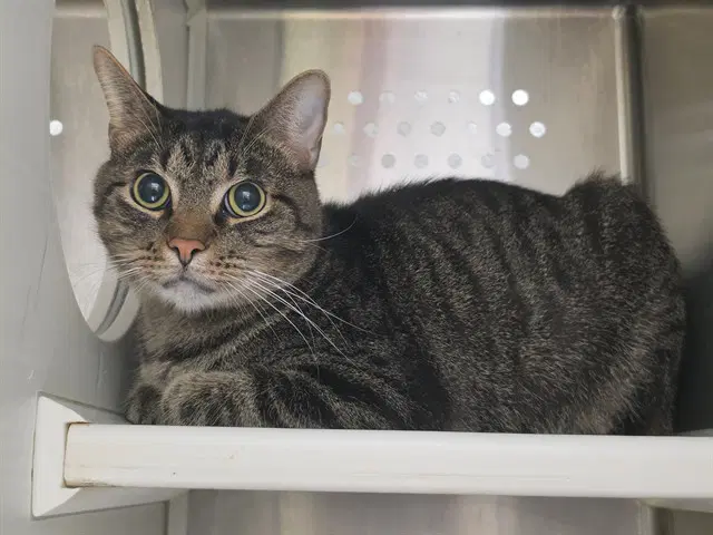 Unknown - Domestic Short Hair