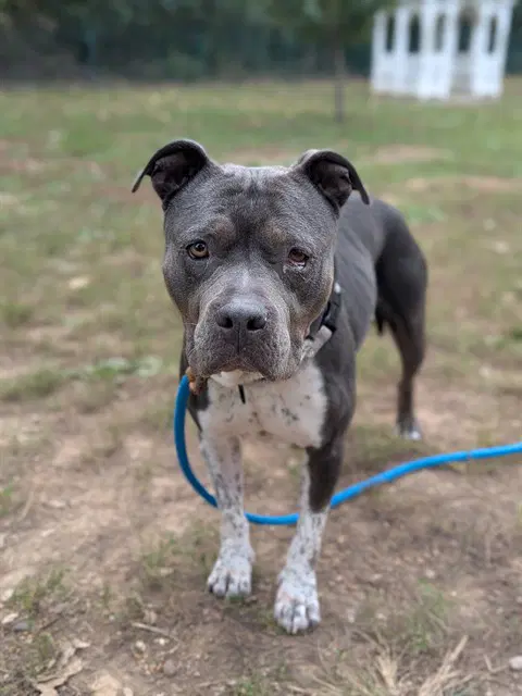 Panini - Pit Bull Terrier