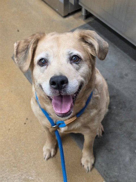 BELLE, a dog for adoption from St Charles County Humane Services
