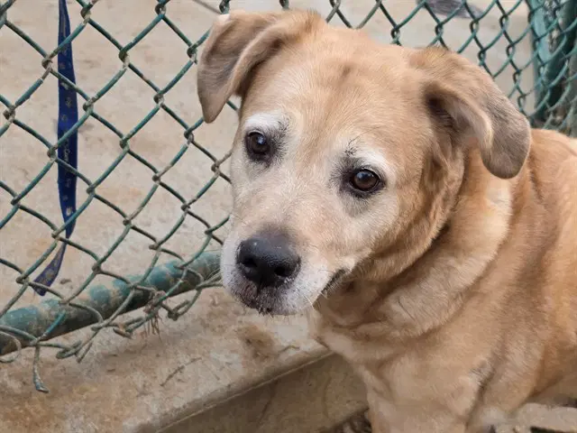 Belle - Labrador Retriever
