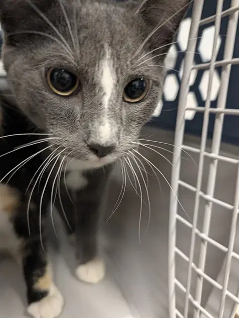 Unknown - Domestic Short Hair