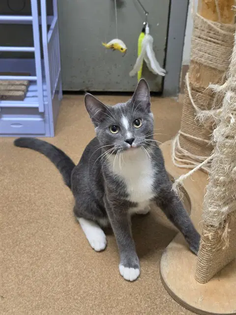 Unknown - Domestic Short Hair