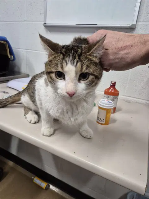 Unknown - Domestic Short Hair