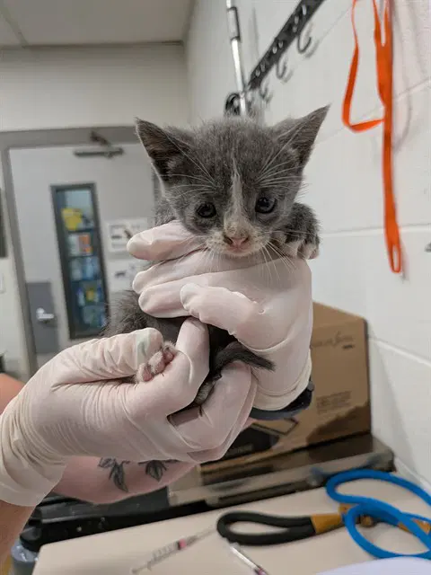Mouse - Domestic Short Hair