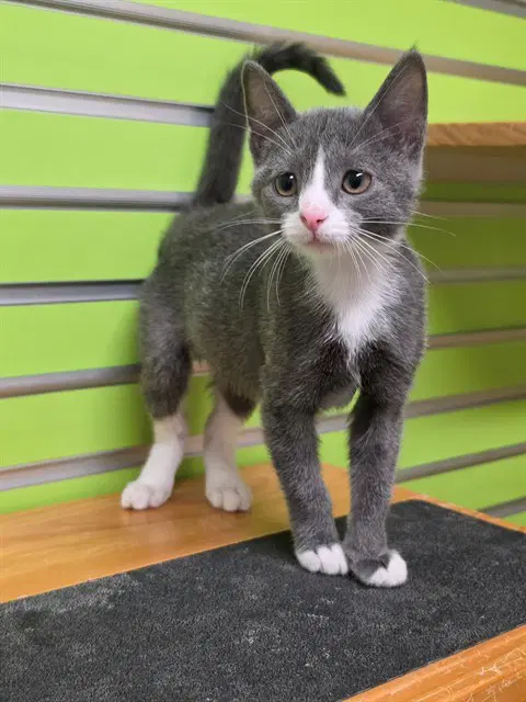 Mouse - Domestic Short Hair