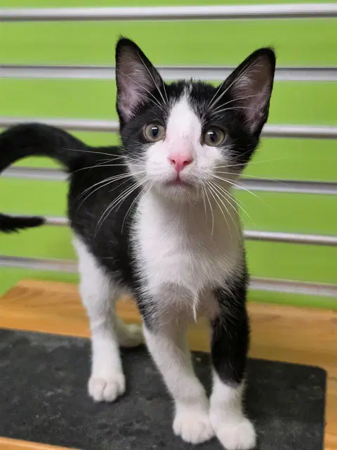 Hunter - Domestic Short Hair