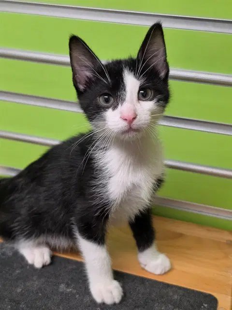 Max - Domestic Short Hair