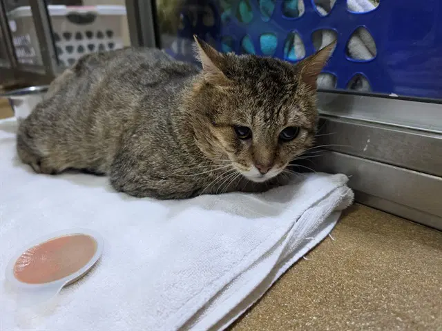 Sir - Domestic Short Hair